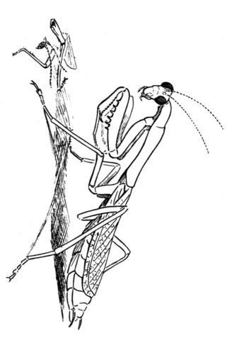 Carolina Praying Mantis Coloring Page